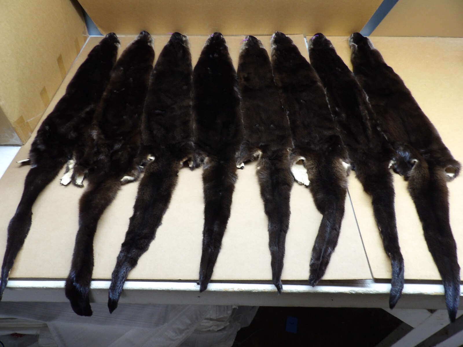 Tanned North American XXL Dark River Otter, Lontra canadensis, soft furs, pelts