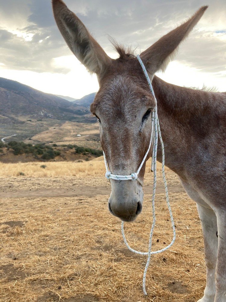 Mule/Donkey Adjustable Rope Halter & 8ft Lead
