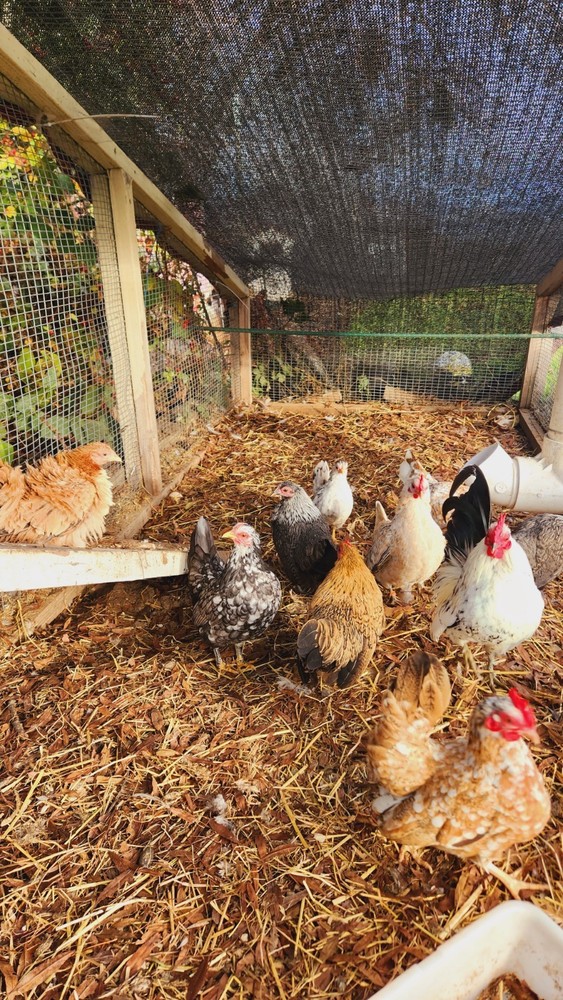 18 Serama Chicken Hatching Eggs hens choices