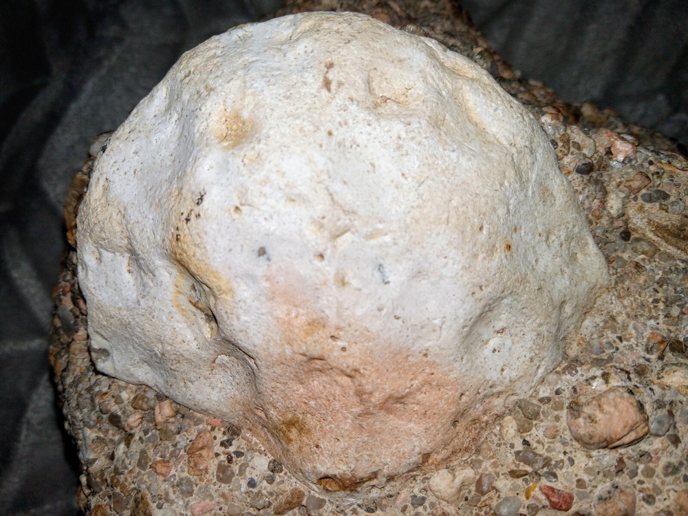 Clam? Fossil On Matrix