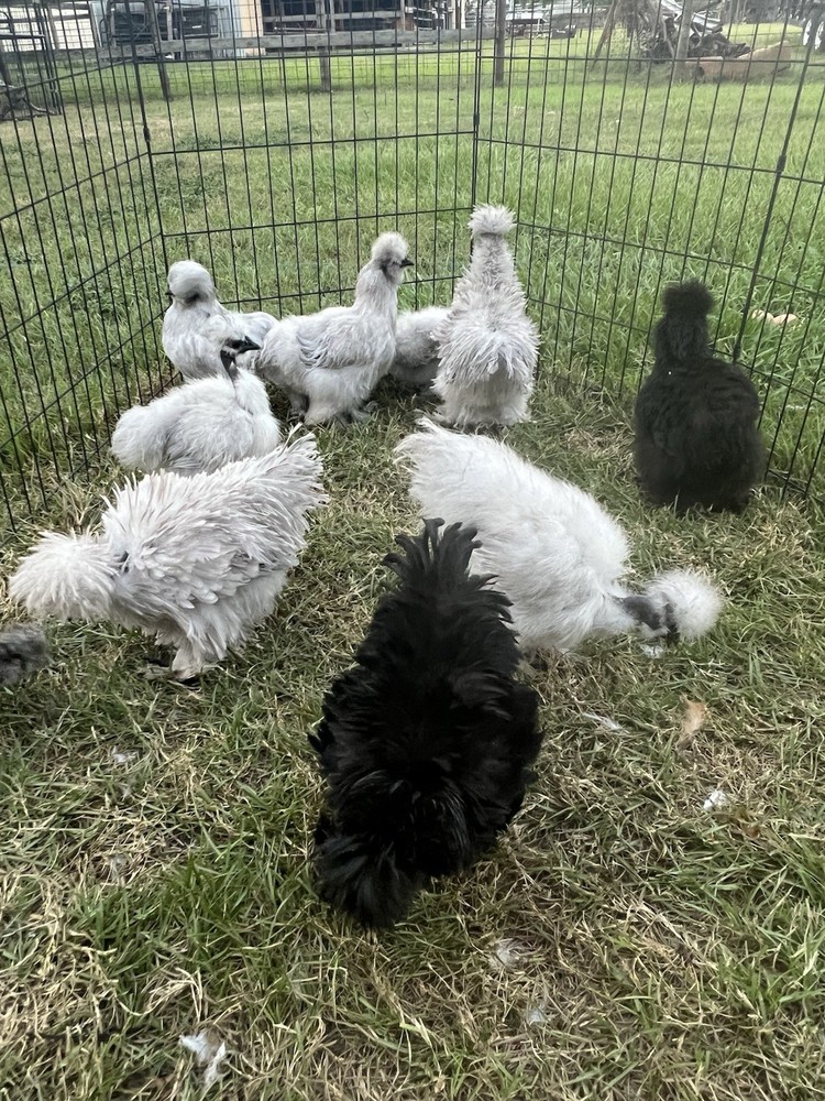 12 RARE Hens Choice Hatching Eggs NPIP