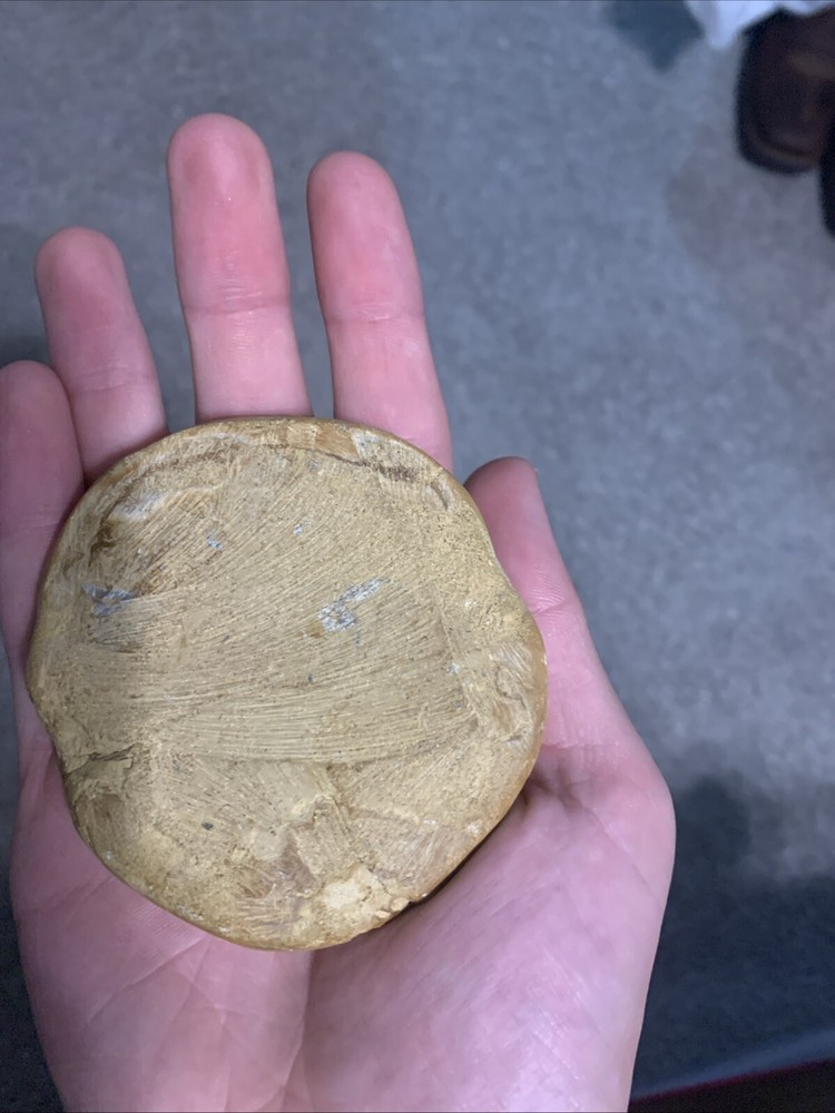 Sand Dollar Fossil- Great Condition