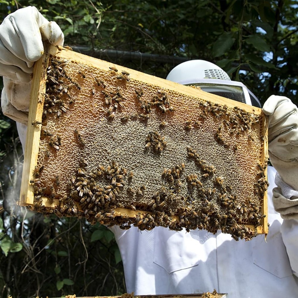 10 Assembled Beehive Frames, Coated Beeswax Foundations for Beekeeping