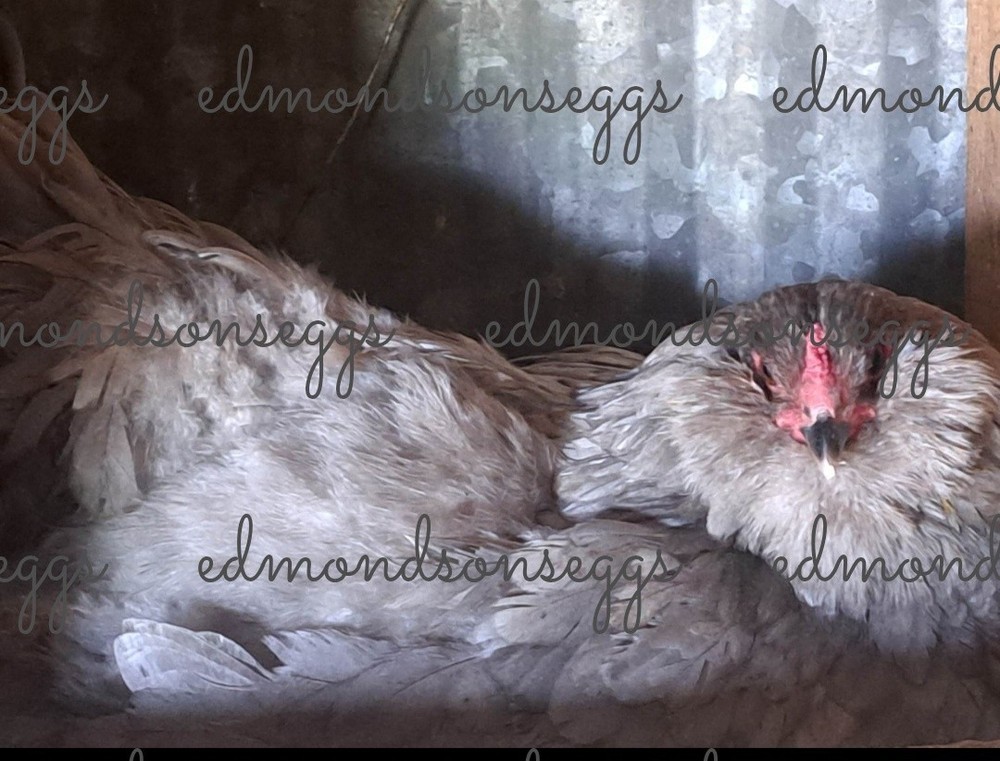 12 Colorful Hatching EGGS.multi Gen Olive EGGER Easter Egger Free Ranging Mix