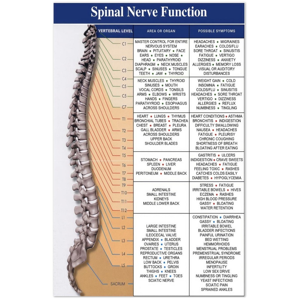 Spinal Nerve Function Anatomy Educational Medical Chart Poster