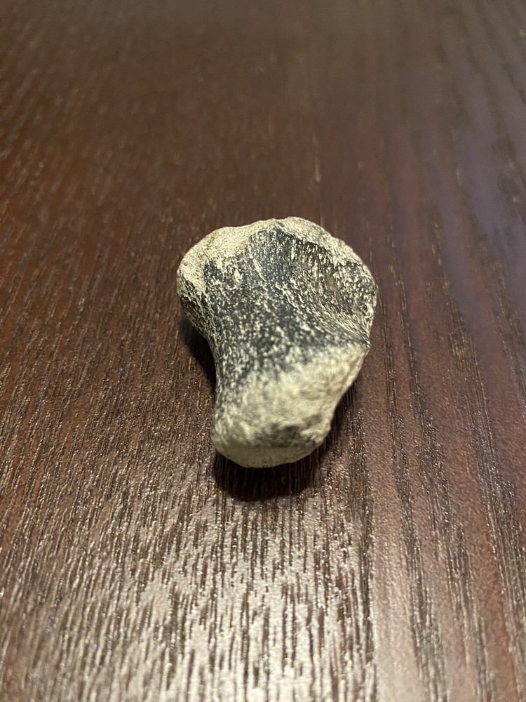 Ancient Fossil, Bone, Unusual, Age Unknown, Very Old, REAL!