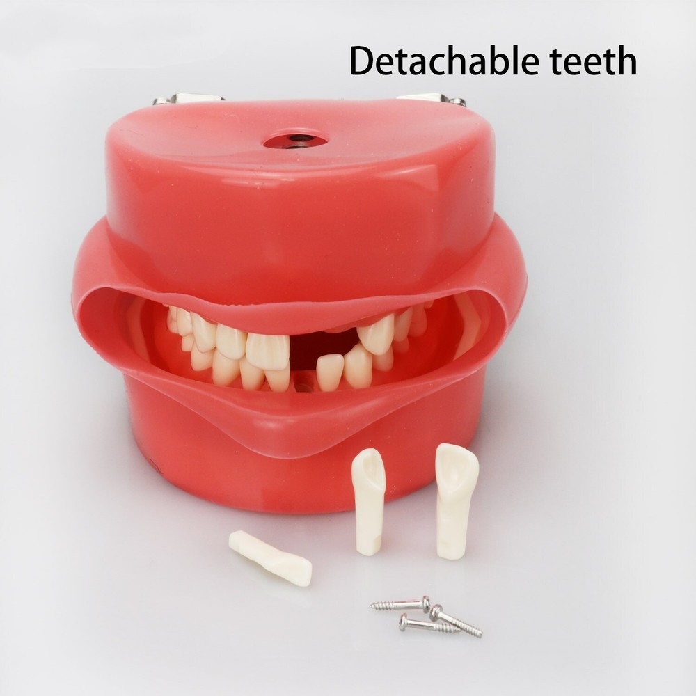 Dental Phantom Head Model Manikin Simulator Training Model 28pcs Removable Teeth