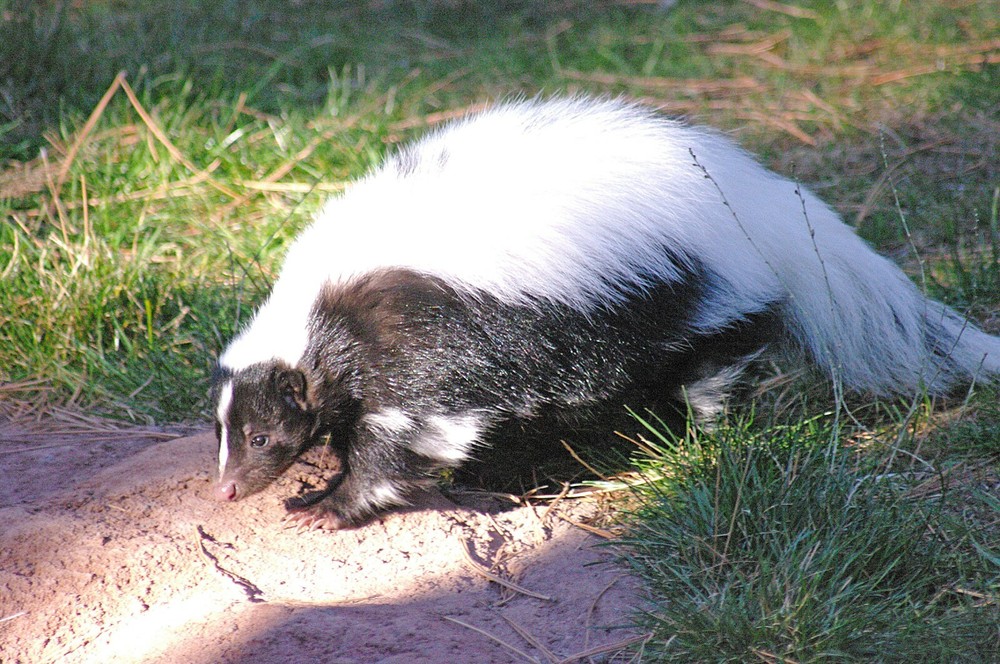 Skunk Taxidermy Reference Photo Cd