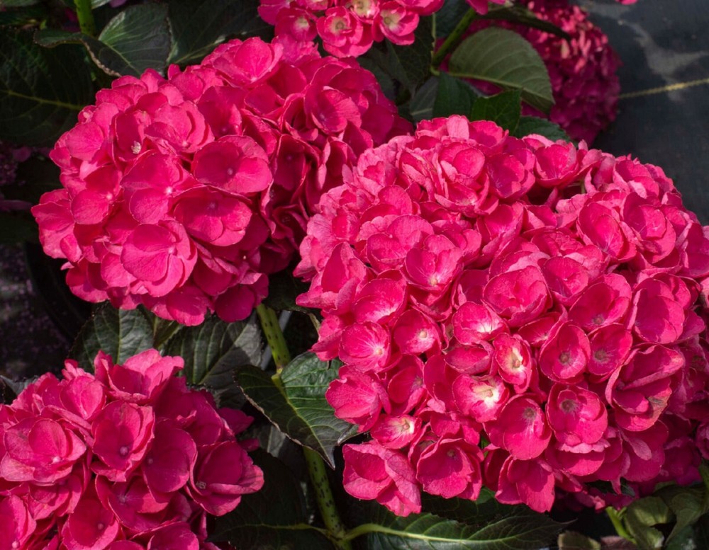 HYDRANGEA  'AKADAMA' - STARTER PLANT - APPROX 5 INCH
