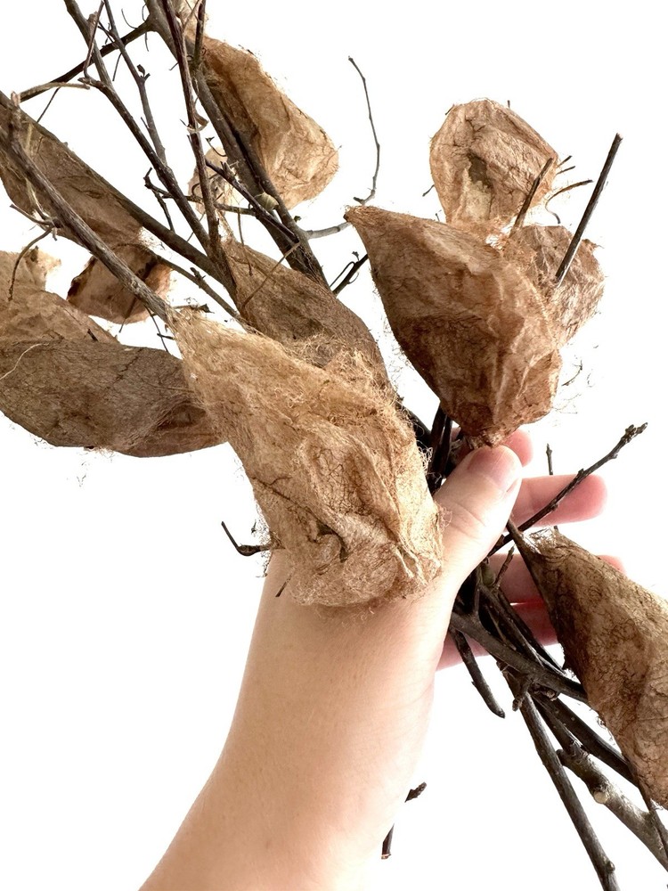 Cecropia Moth cocoon / Pupa