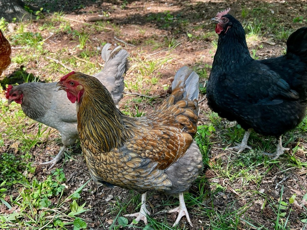 (12+) Barnyard Mix Hatching Eggs