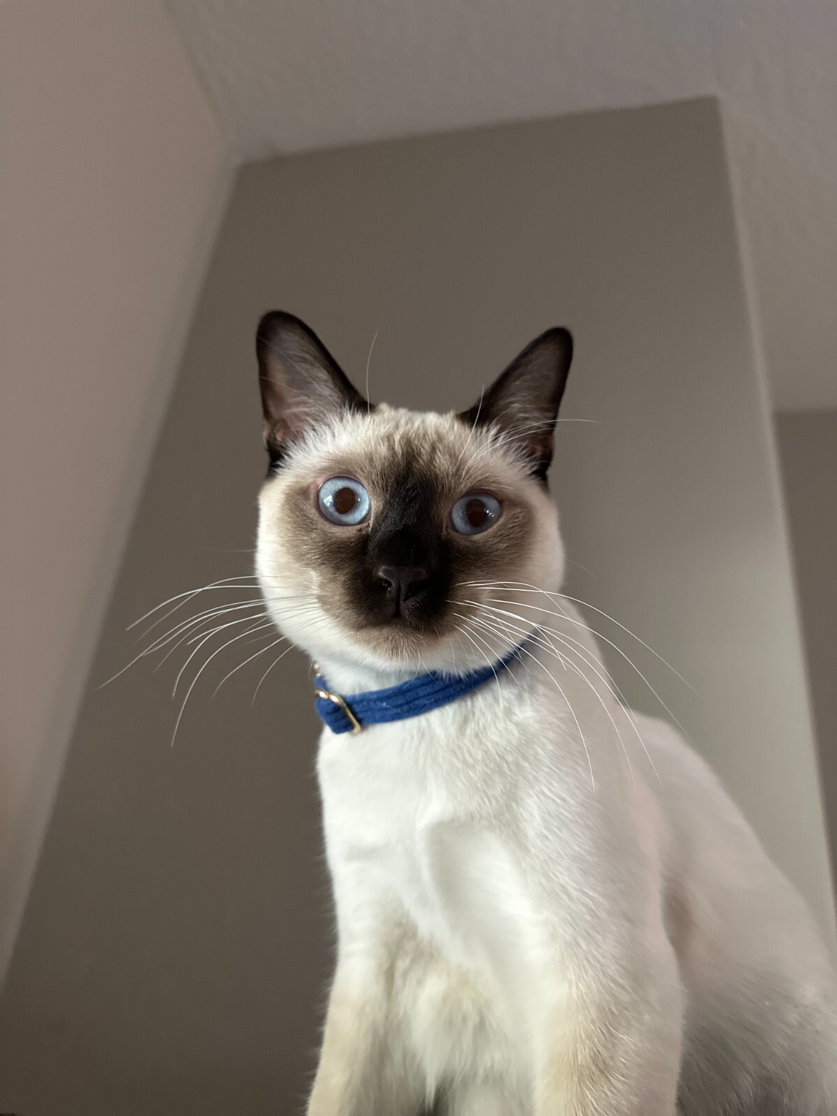 Loki's Whiskers -LEGO Tuxedo Cat Whiskers! Multiple Styles and Colors! -5 PAIRS!