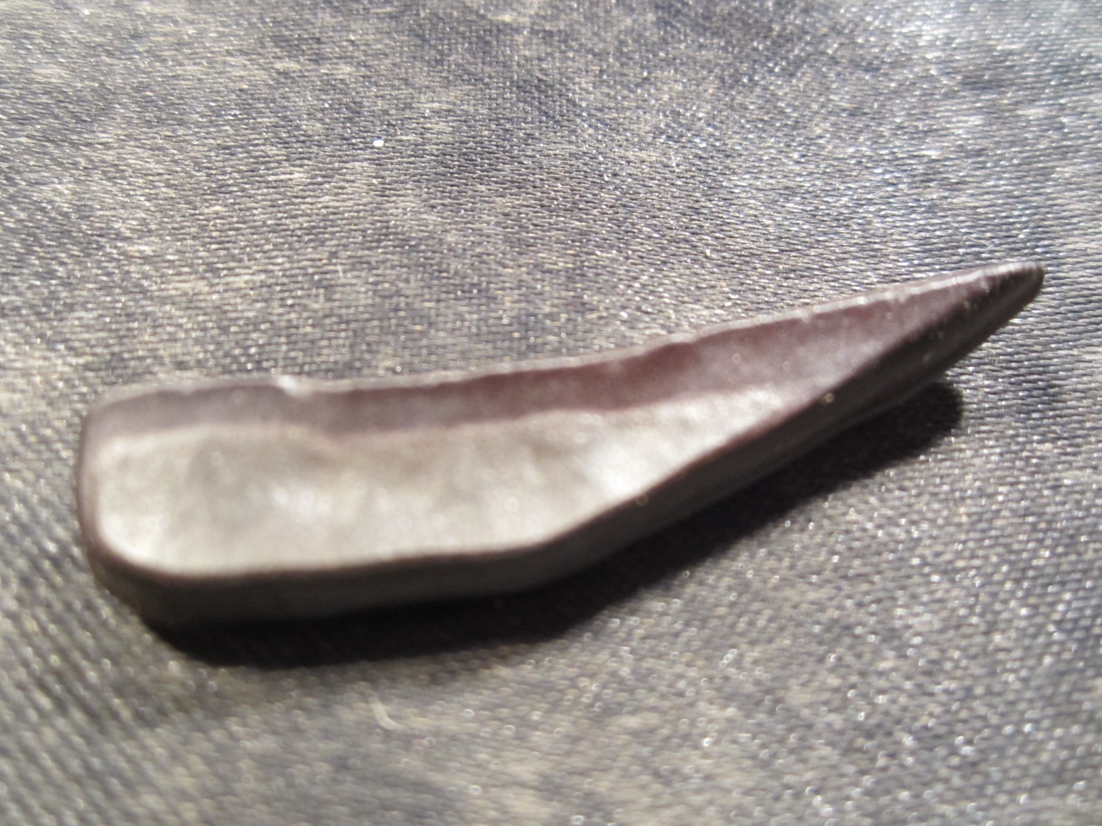 Fossilized Mammal Tooth Venice, Florida