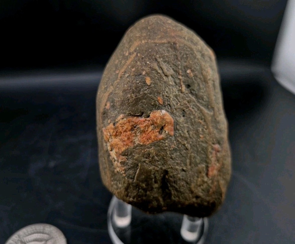 Real Permineralized Dinosaur Half Egg Embro