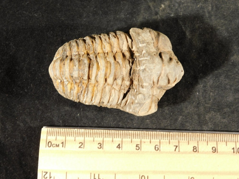 Big! 460 MILLION Year Old! Flexicalymene TRILOBITE Fossil Morocco 106gr