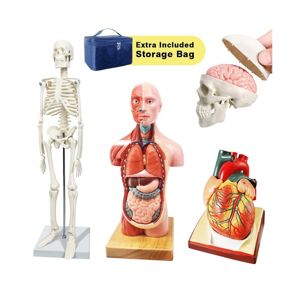 Human Skeleton Model,Skull Model,Heart Models-Best Anatomy Model Bundle Set o...