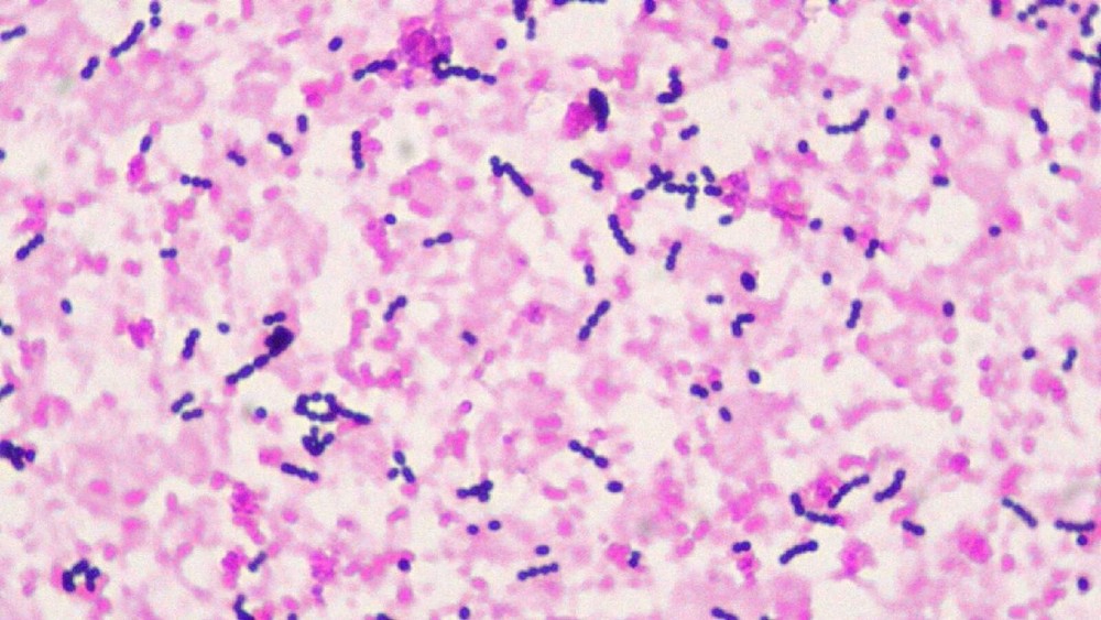 ABGIL Non - Pathogenic Organism (Bacteria) MIcroscopic Slides