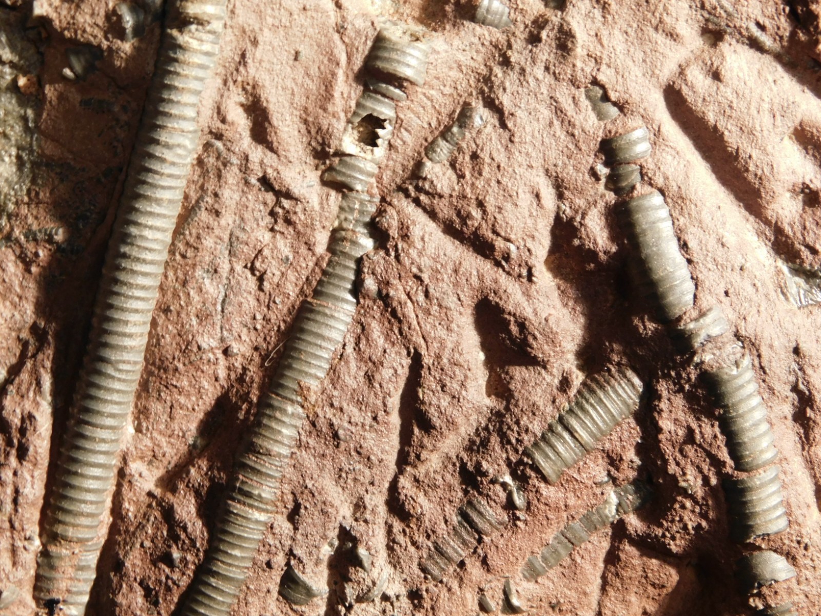 BIG! 430 Million Year Old! CRINOID Fossil or Sea LILY Fossil Morocco 1570gr