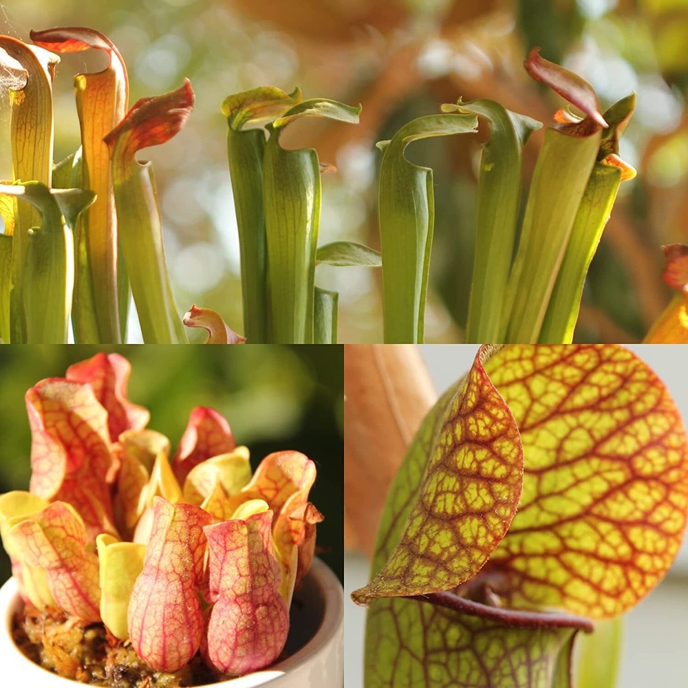 LIVE Carnivorous Pitcher Plant (Sarracenia) Beginner Friendly