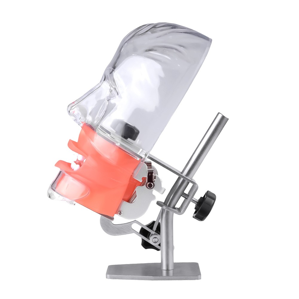 Dental Training Simulator Manikin Phantom Head Model 28 Teeth Put on Desk Table