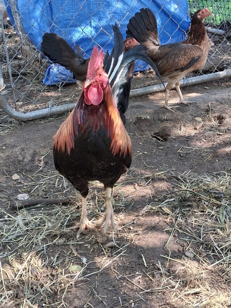 7 Radio Hatching Eggs