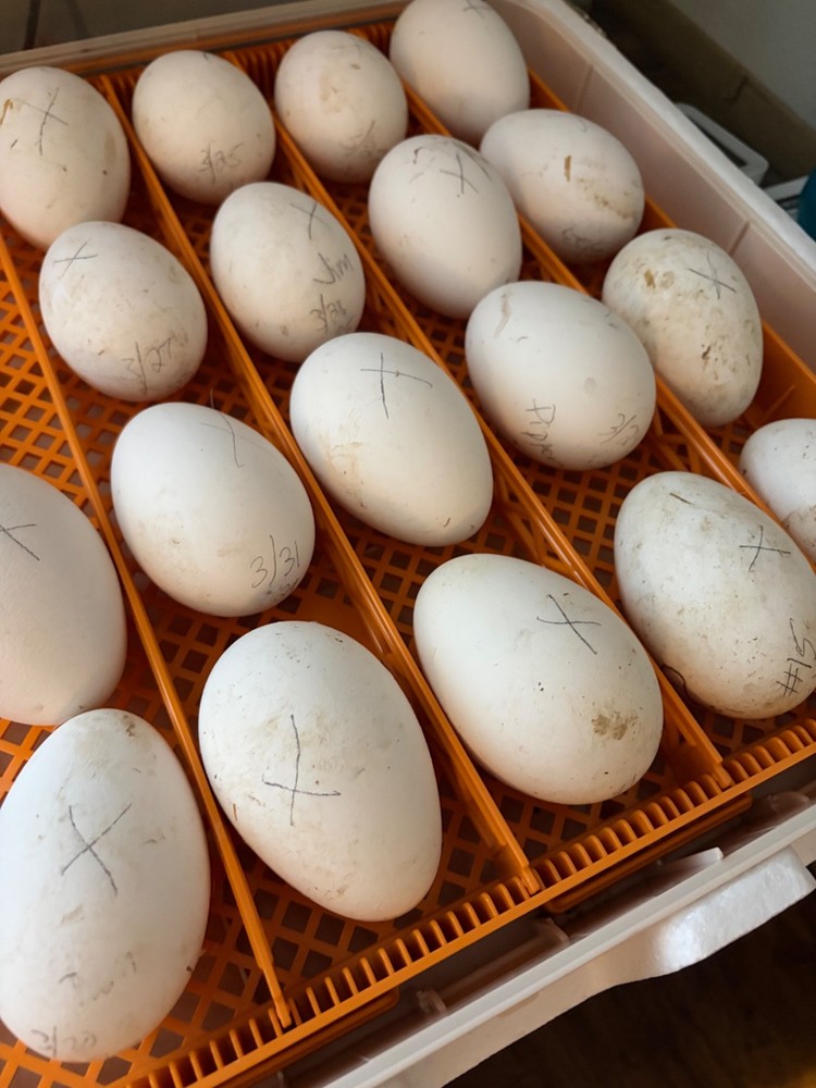 5 Sebastopol geese hatching eggs