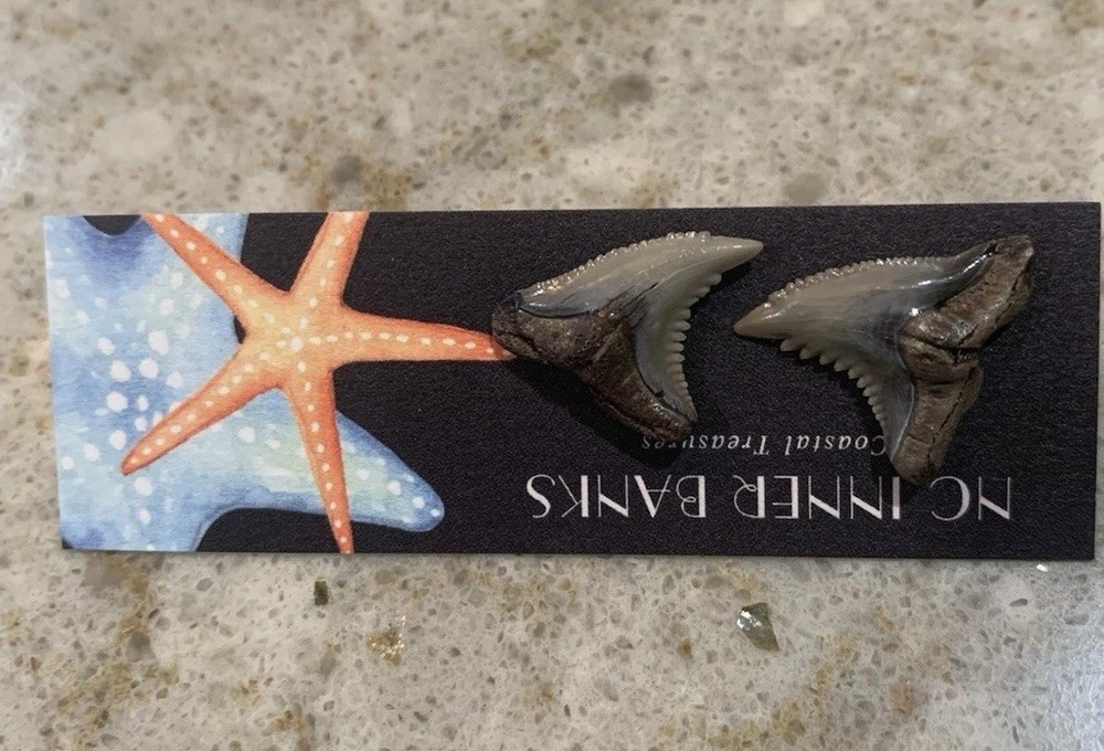Authentic Pamlico River NC Shark Teeth Earring Stud