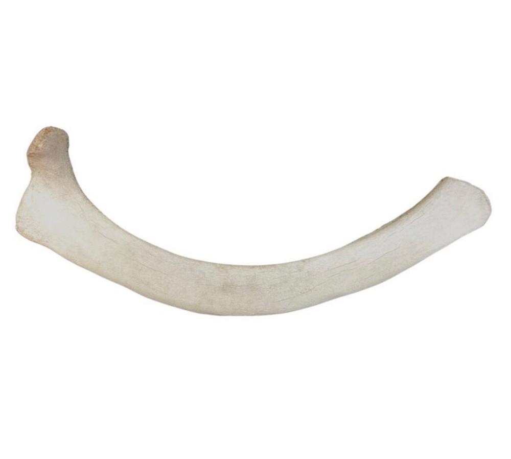 Very Large 44 Inch Fossilized Whale Bone