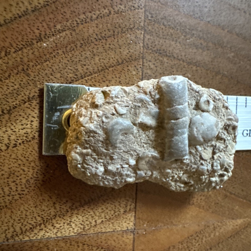 2” Fossil Specimen