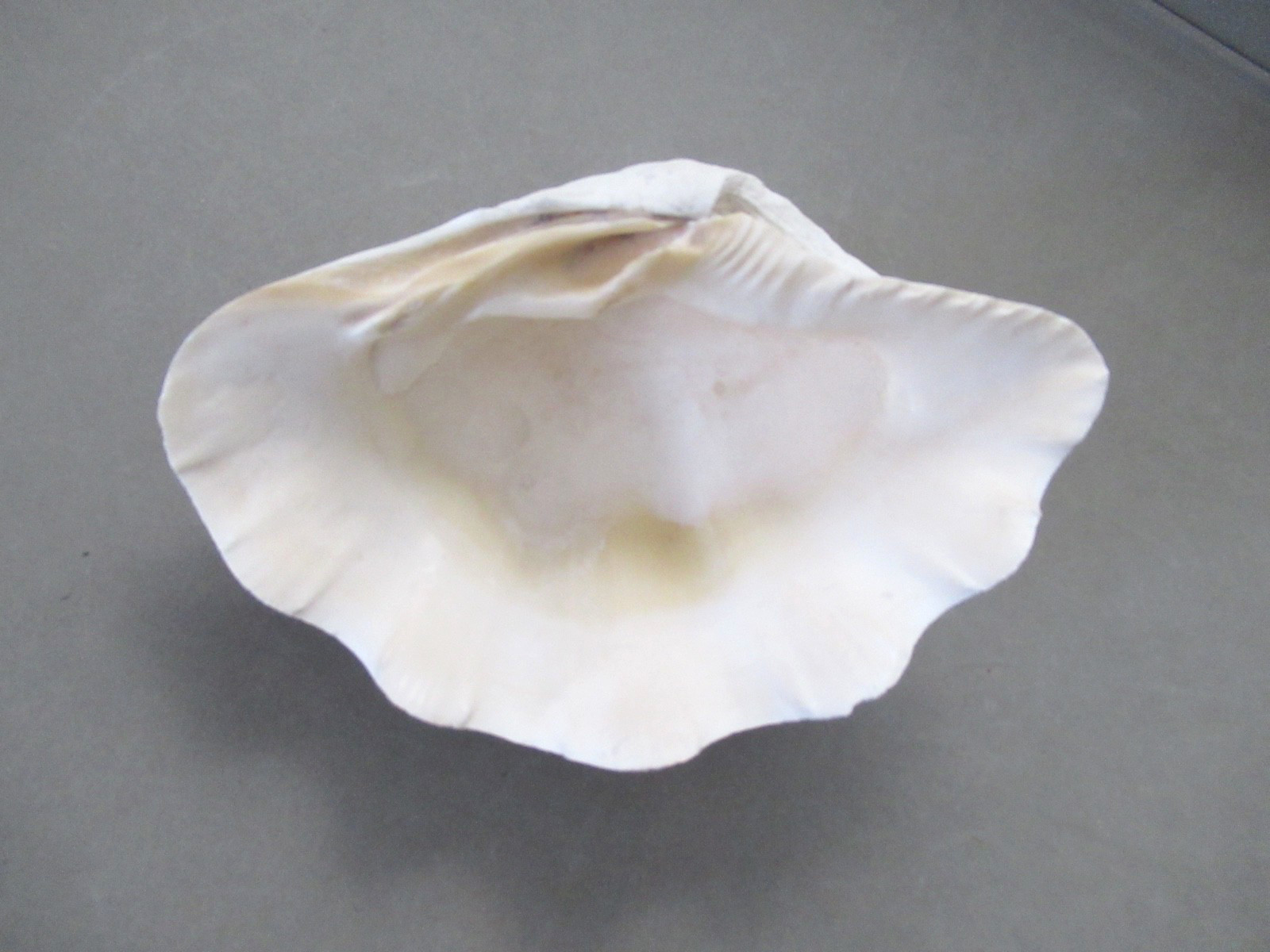 Natural Half Clam Shell Seashell Half Approximately 9" by 6"