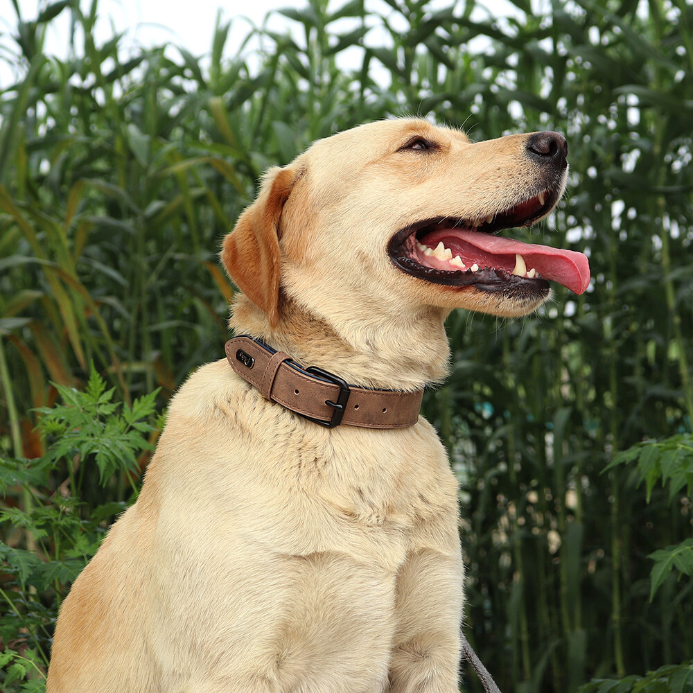Leather Dog Collar Small Medium Large Soft Padded Adjustable for Pets Durable