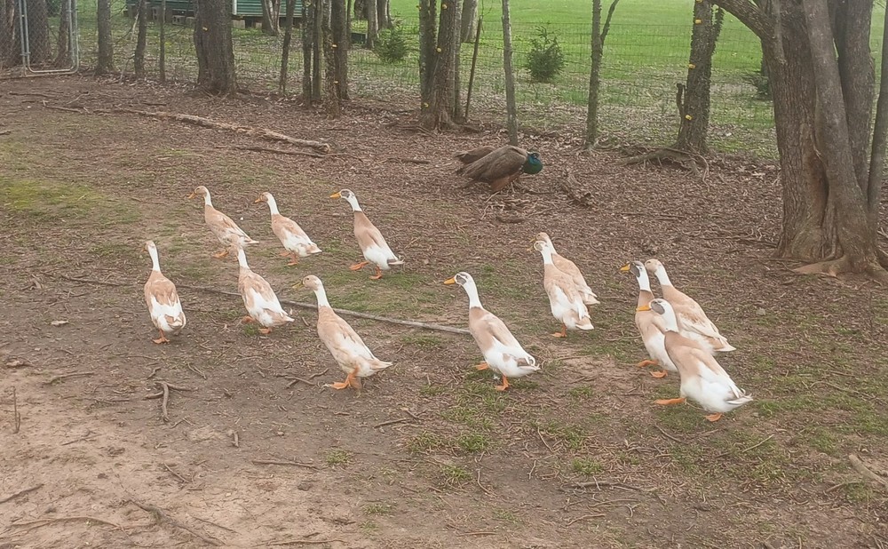 (12) Fawn And White Runner Duck Hatching Eggs