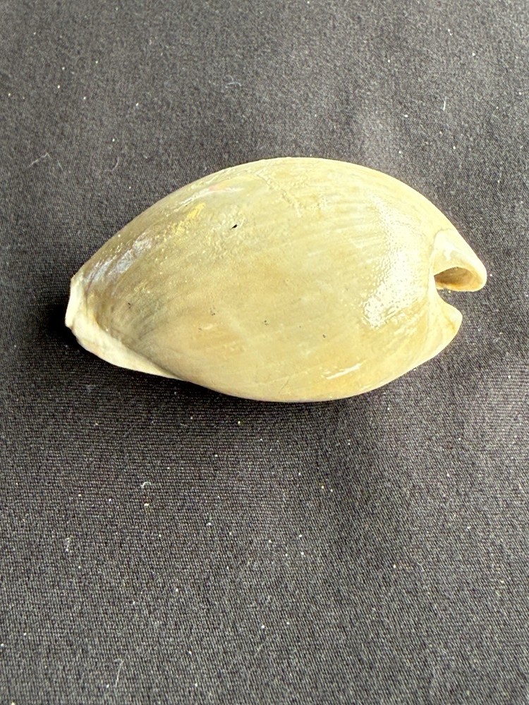 EXTINCT fossilized Cowrie shell from central Florida..Pliocene era.