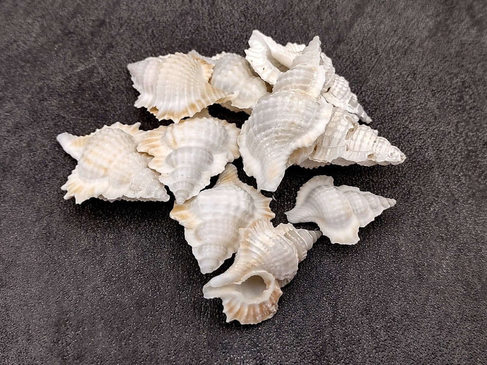 Small Frog Seashells Biplex Perca (10 shells approx. 1+ inches)