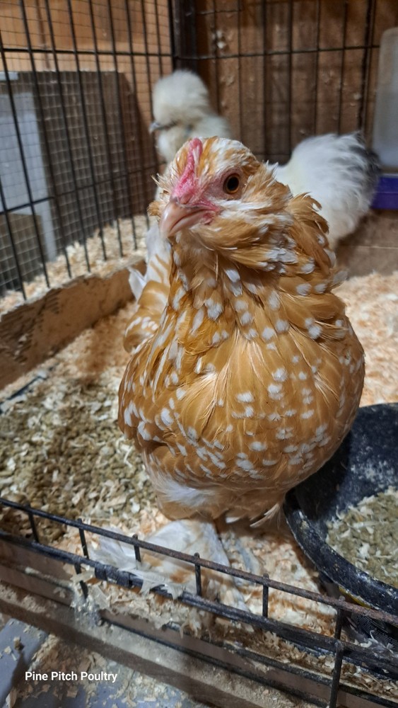 12 D'uccle Hatching Eggs Npip