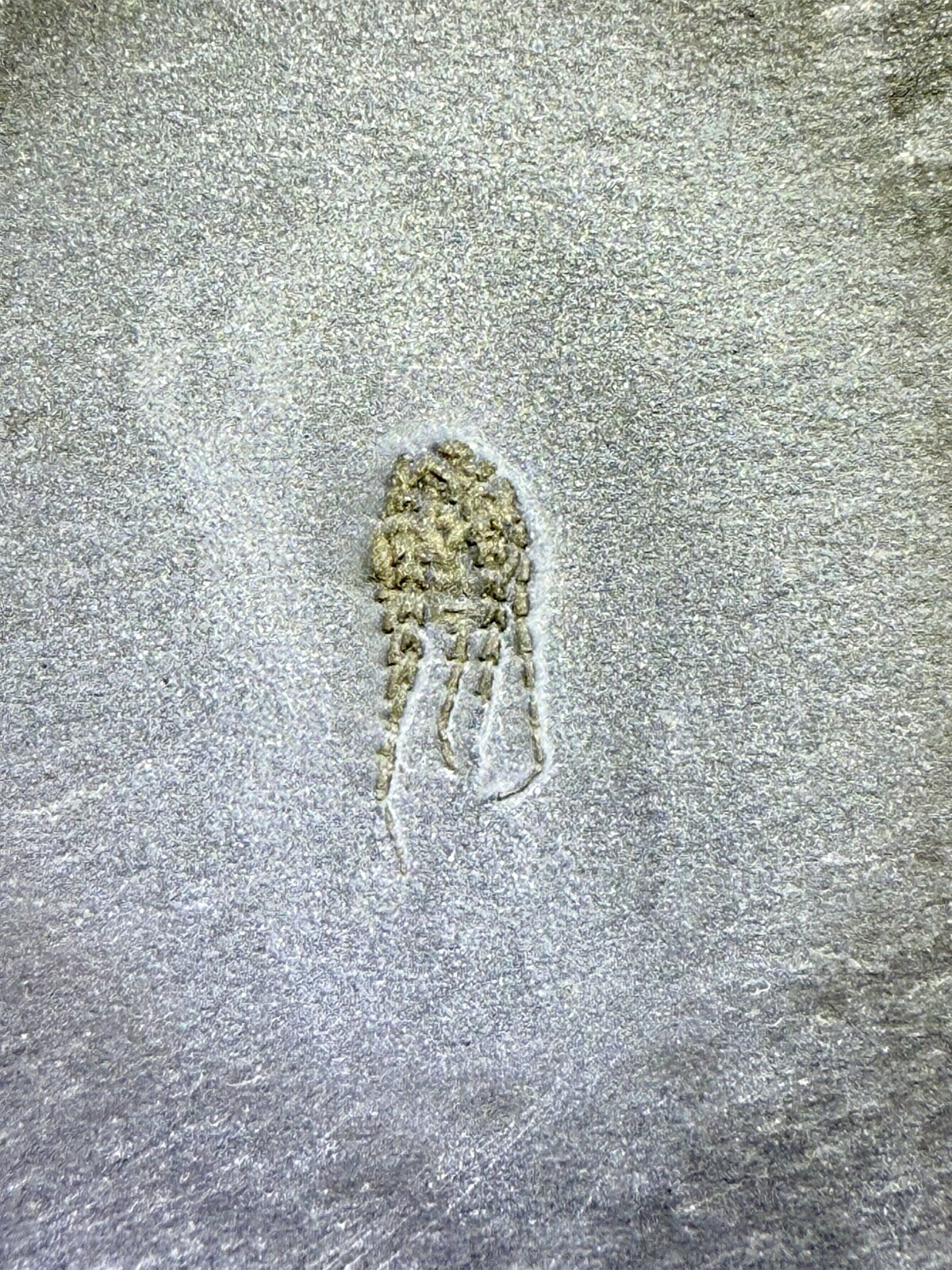 PYRITIZED Brittle Star Eospondylus Fossil ~ Bundenbach Germany ~ Devonian Period