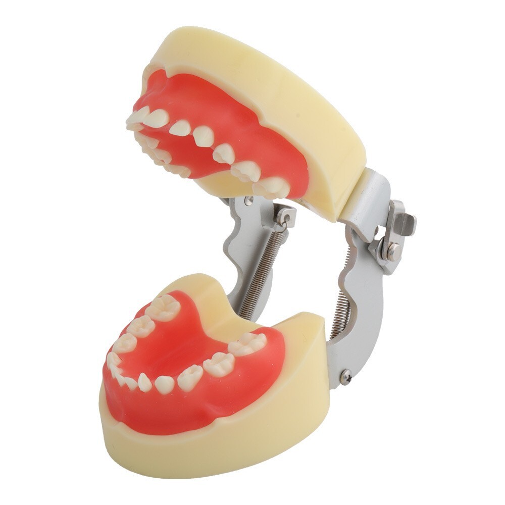 Children Deciduous Tooth Preparation Teach Model 24 Teeth Removable Replaceable