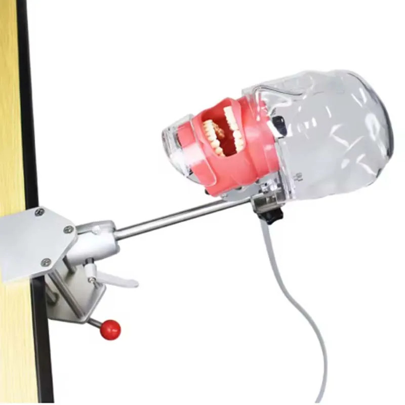 Dental Head Model Simulator Manikin Phantom With Bench Mount 28Pcs Teeth