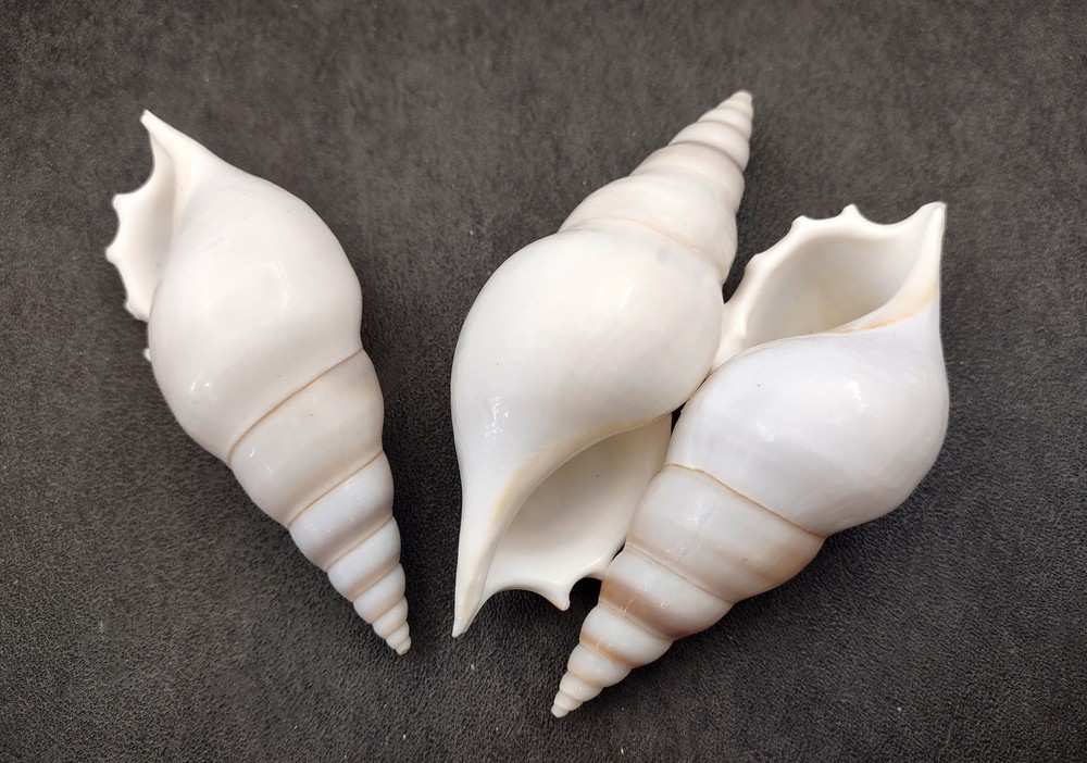Delicate Tibia Seashell White Tibia Delicatula (3 shells approx. 3+ inches)