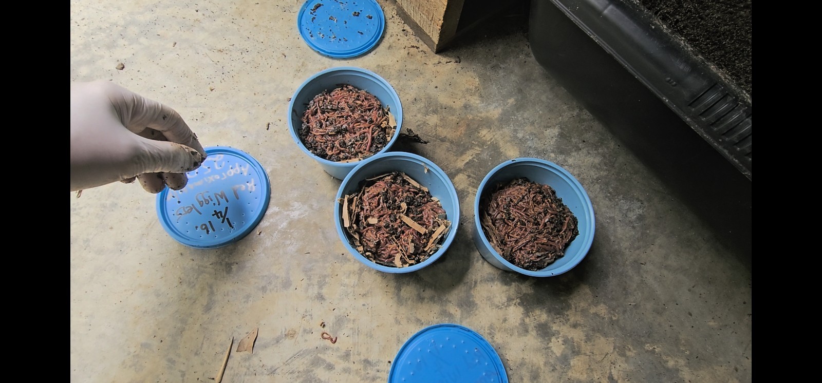 🪱Red Wiggler Worms 1/2 lbs. (approximately 500) Guaranteed Live Delivery🪱