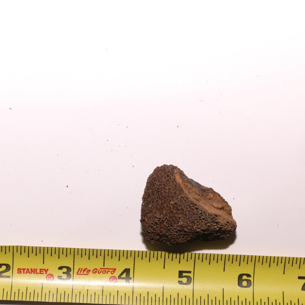 Dinosaur Bone All Marrow - Authentic Fossil Hell Creek Formation Cretaceous