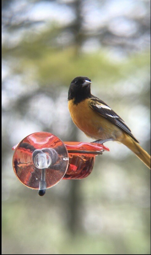 Window Oriole Freeder