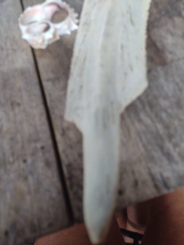 Turtle Bone