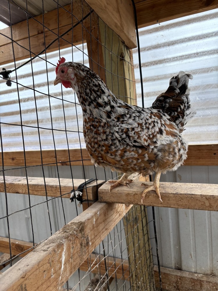 ALOHA CHICKEN HATCHING EGGS - 6+ Eggs
