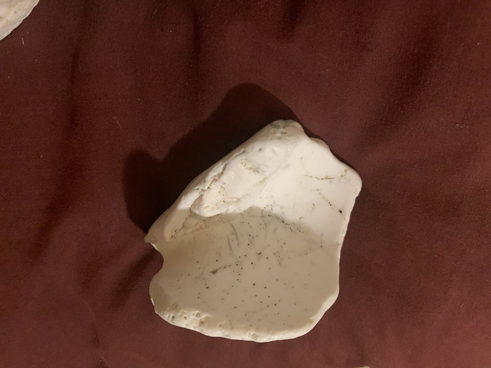 Lot Of 16 Fossilized Shells