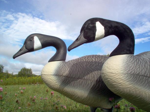 Canada Goose Decoy Flocking Kit for 50 Heads