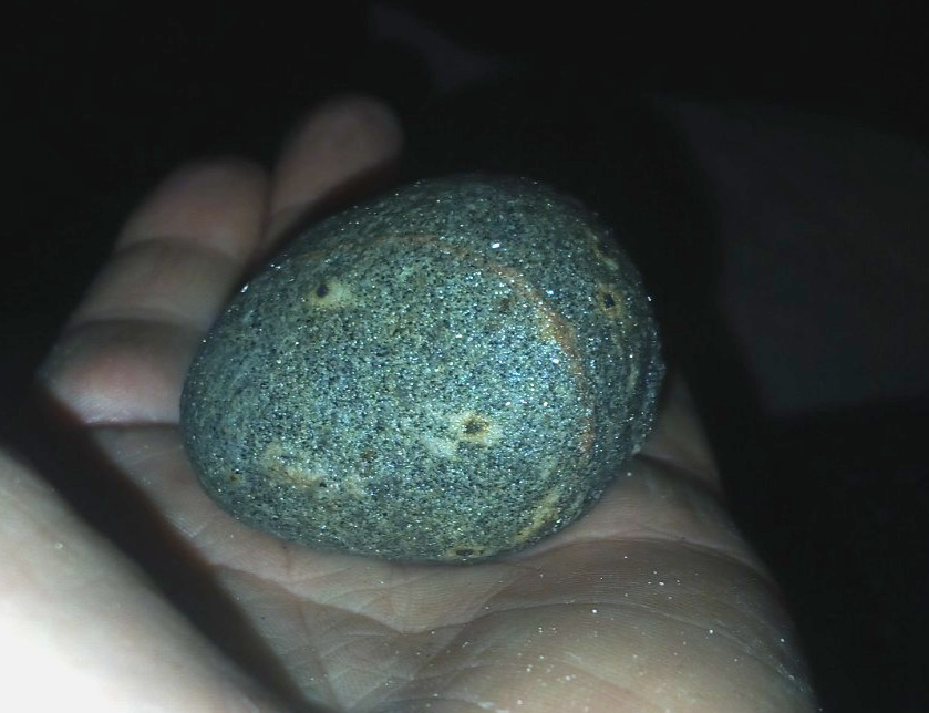 FOSSIL EGG MILLIONS OF YEARS AGO