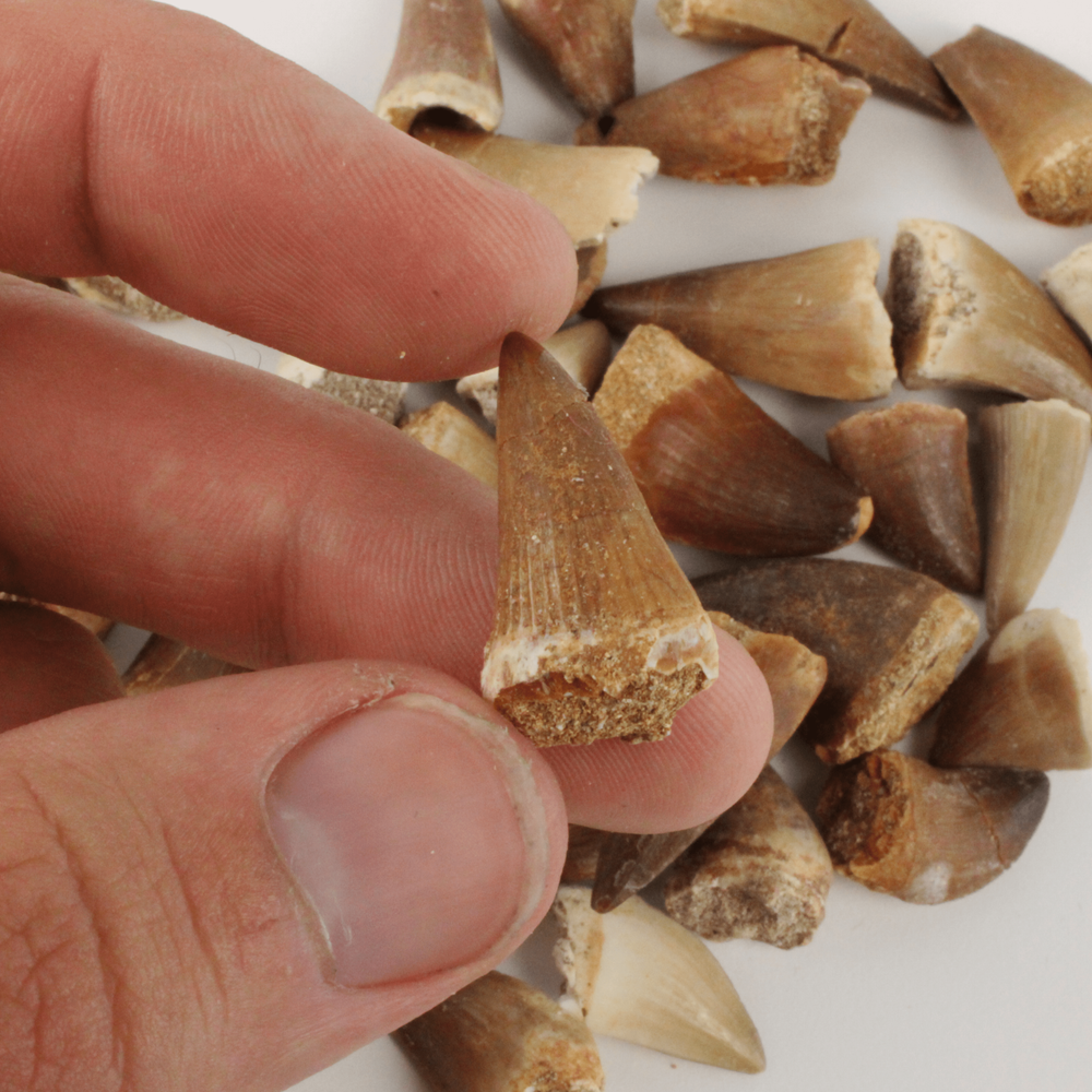 Mosasaur Tooth - With Beautiful Display Case