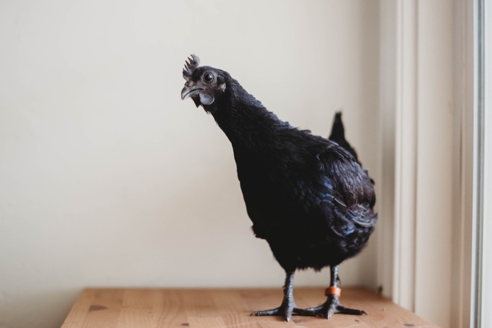 Ayam Cemani Chicken Hatching Eggs