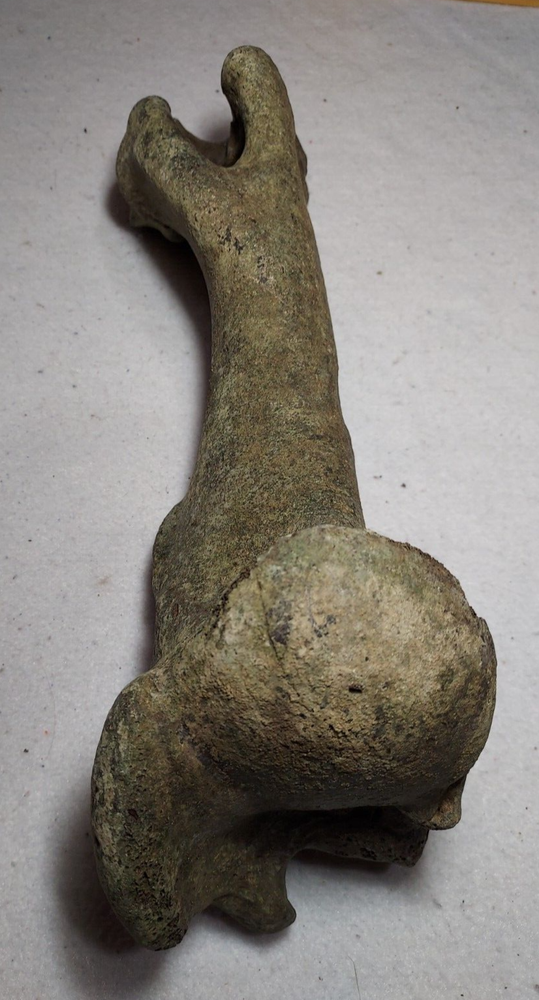 Bison Right Humerus Bone Fossil from Ice Age